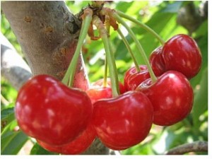 melatonin from cherries good for sleep and skin health