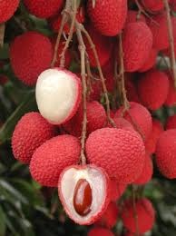 lychees help encourage collagen production